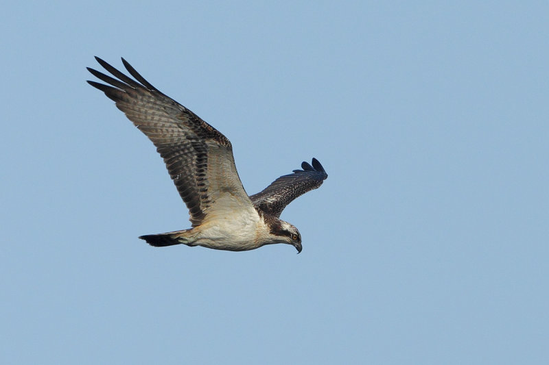 Osprey (Pandion haliaetus)