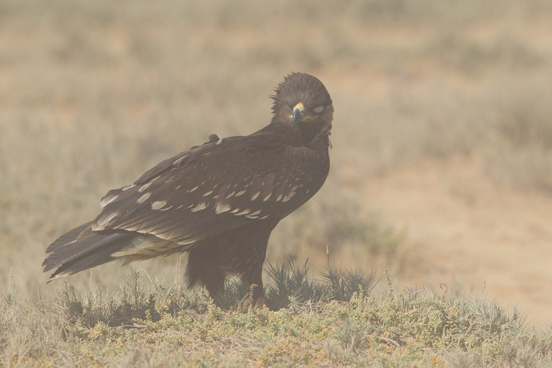 Greater Spotted Eagle (Aquila clanga) Juvenile