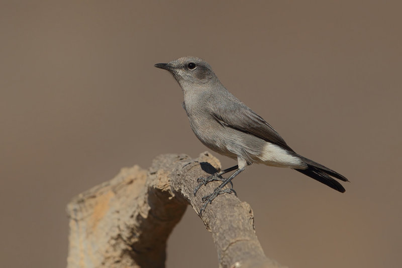 Blackstart (Oenanthe melanura neumanni) 
