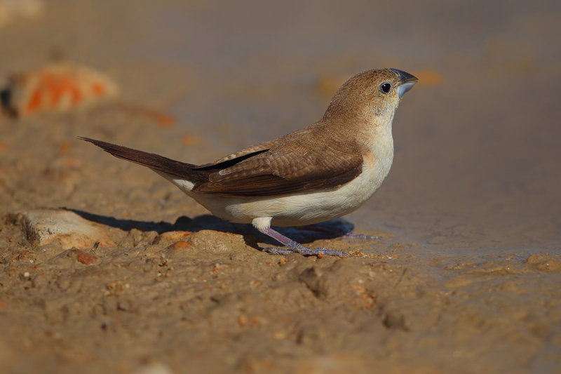 African Silverbill (Euodice cantans ssp orientalis)