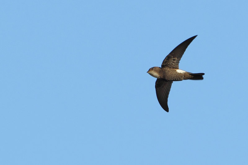 Little Swift (Apus affinis)