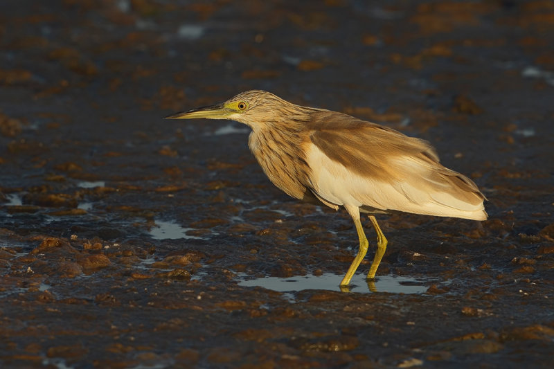 Squacco Heron (Ardeola ralloides) 