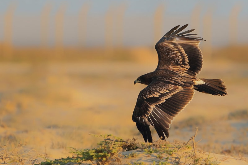 Greater Spotted Eagle (Aquila clanga) 