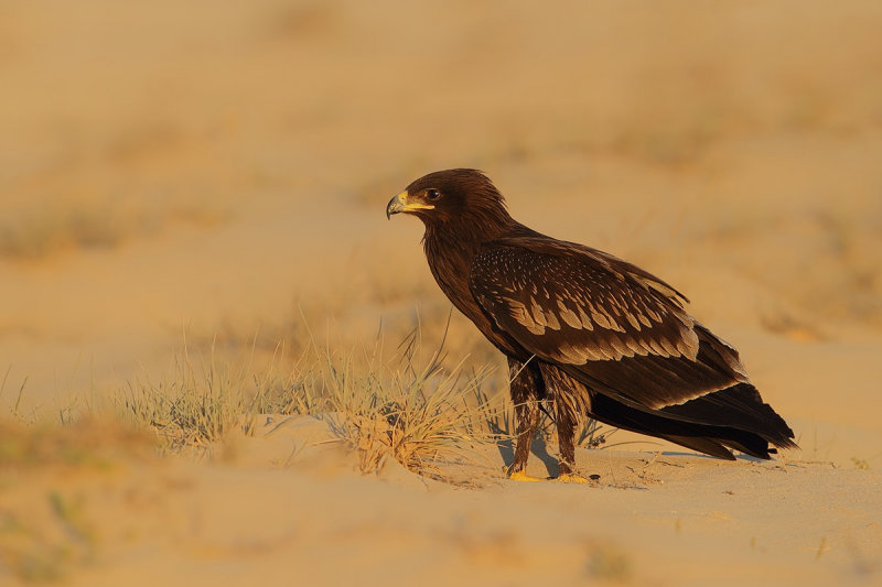 Gallery Greater Spotted Eagle