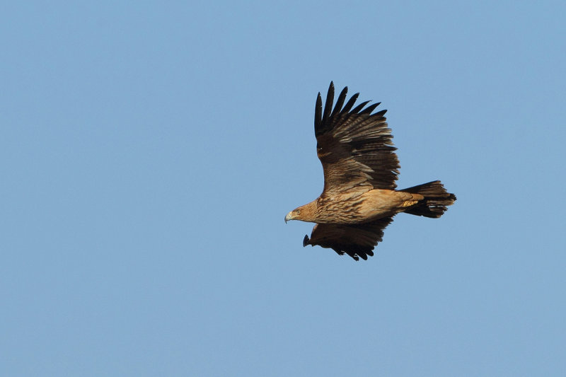 Eastern Imperial Eagle (Aquila heliaca) 