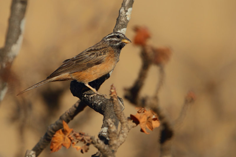 Cinnamon-breasted Bunting (Emberiza tahapisi) 