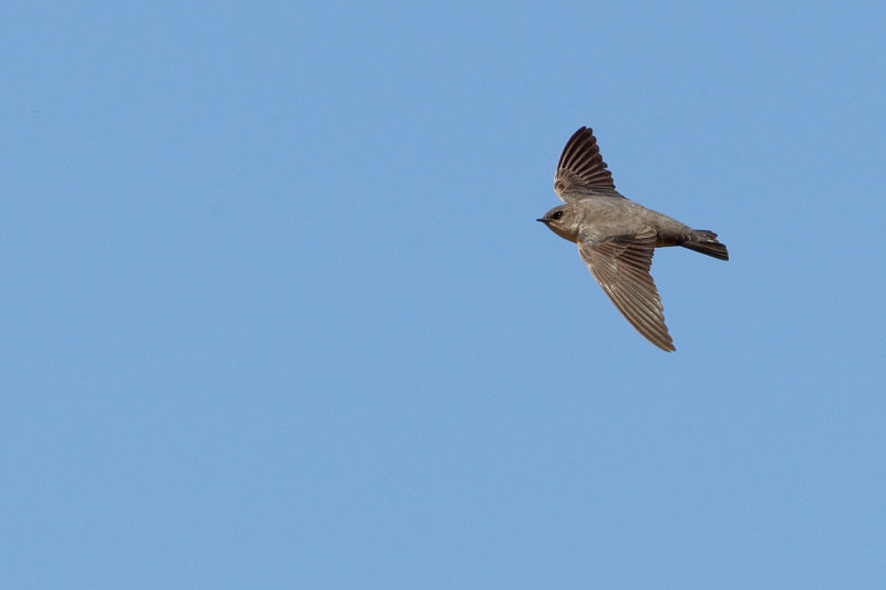 Rock Martin (Ptyonoprogne fuligula arabica)