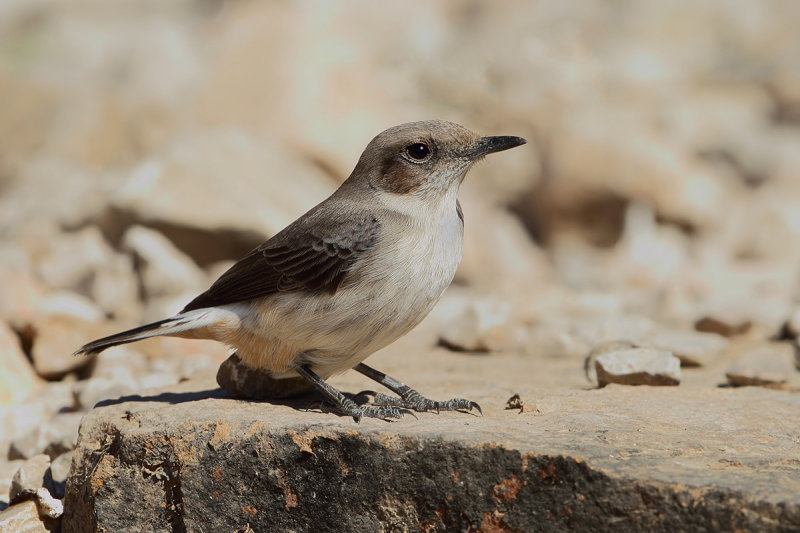 Arabian Wheatear (Oenanthe lugentoides)