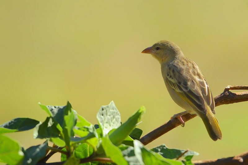 Rüppell's Weaver (Ploceus galbula) 