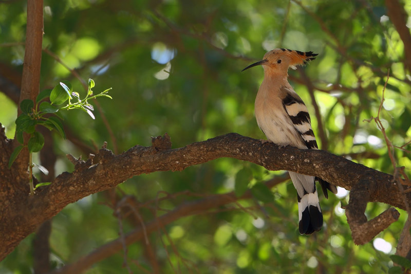 Hoopoe - (Upupa epops) 