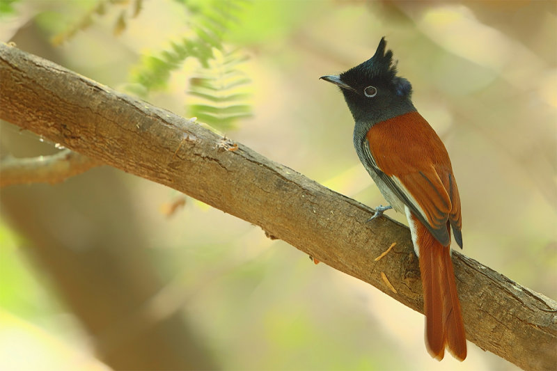 African Paradise Flycatcher (Terpsiphone viridis) 