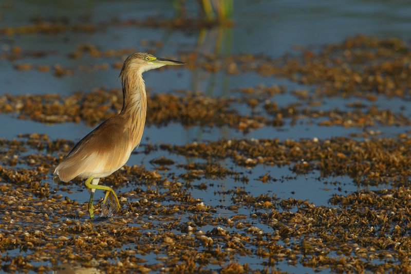 Squacco Heron (Ardeola ralloides) 
