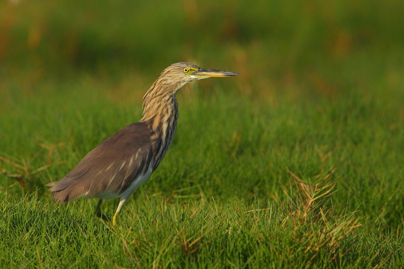 Indian Pond Heron (Ardeola grayii)