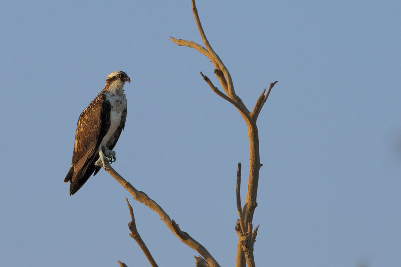 Osprey (Pandion haliaetus)