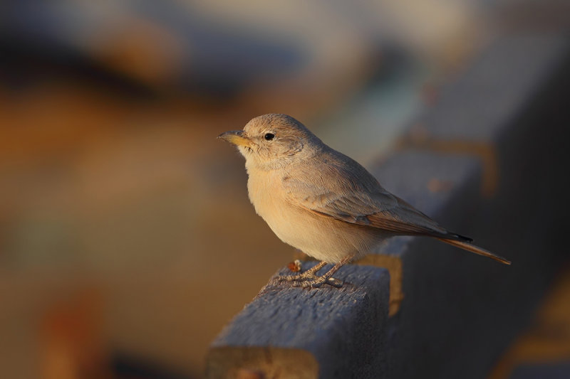 Desert Lark (Ammomanes deserti ssp. azizi)