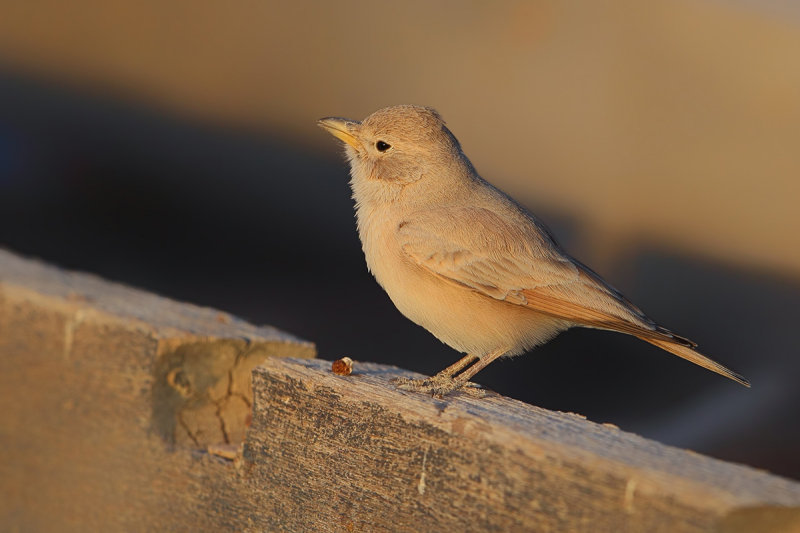 Desert Lark (Ammomanes deserti ssp. azizi)