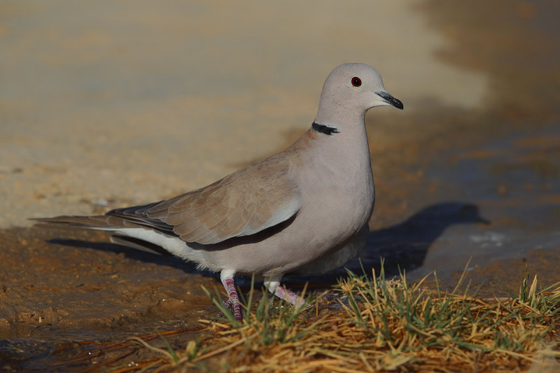 Gallery African Collared Dove