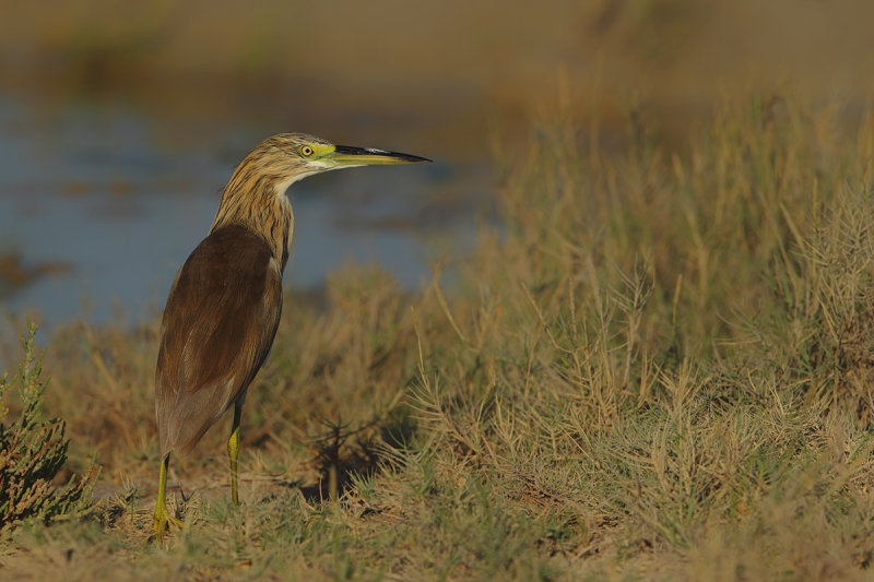 Squacco Heron (Ardeola ralloides) 