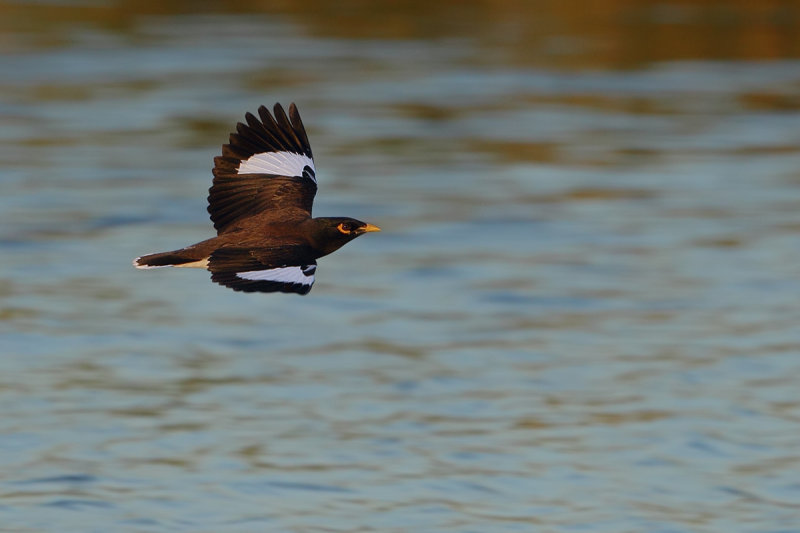 Common Mynah (Acridotheres tristis) 