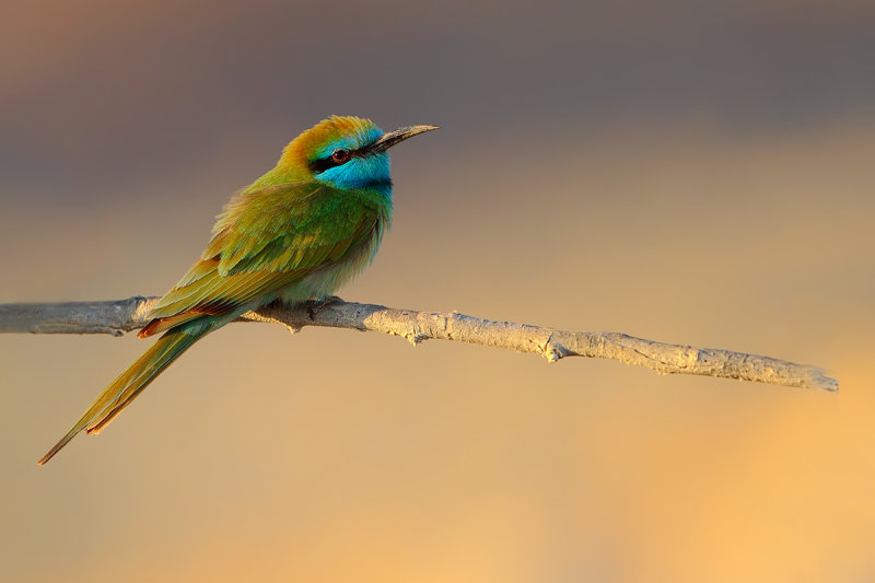 Gallery Little Green Bee-eater