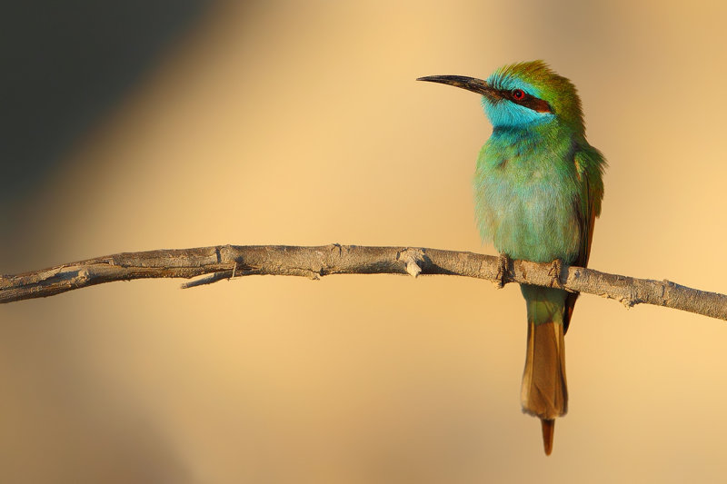 Little Green Bee-eater (Merops orientalis ssp. muscatensis) 