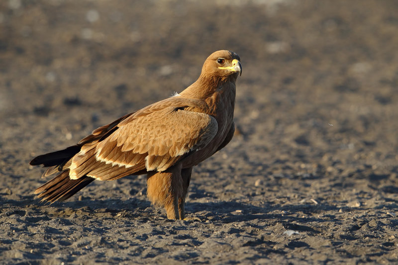 Steppe Eagle (Aquila nipalensis) 