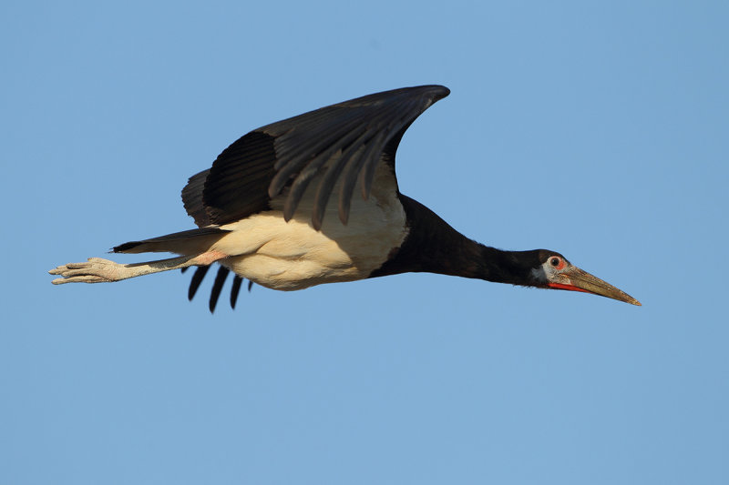 Abdim's Stork, (Ciconia abdimii) 