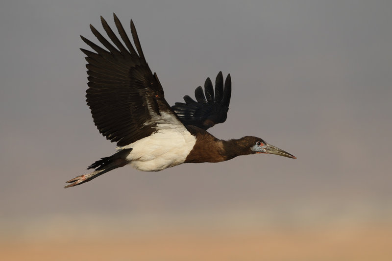 Abdim's Stork, (Ciconia abdimii) 