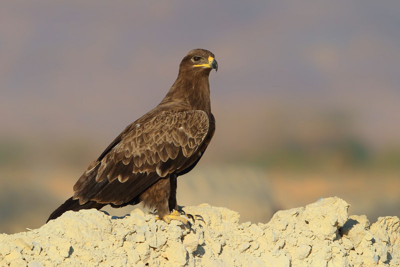 Steppe Eagle (Aquila nipalensis) 