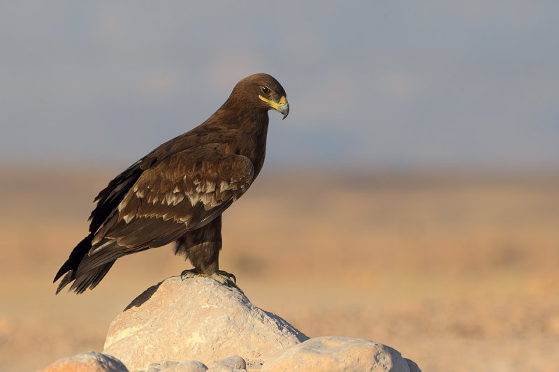 Steppe Eagle (Aquila nipalensis) 