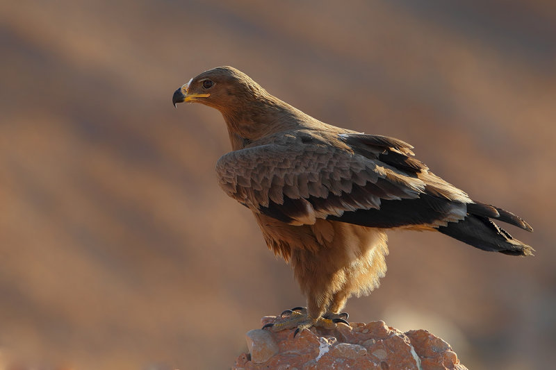 Steppe Eagle (Aquila nipalensis) ?