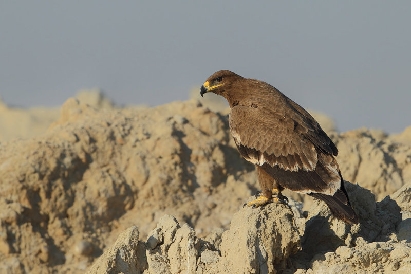 Steppe Eagle (Aquila nipalensis) 