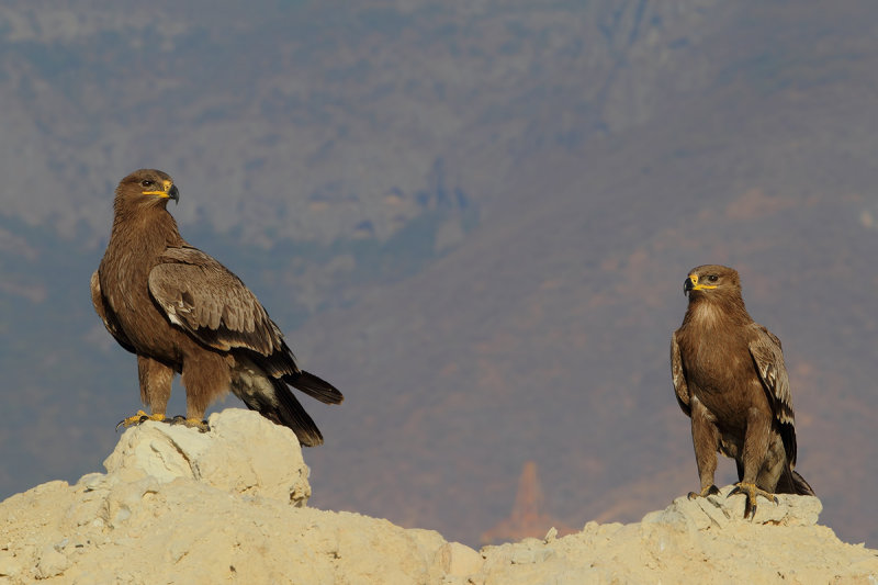 Steppe Eagle (Aquila nipalensis) 