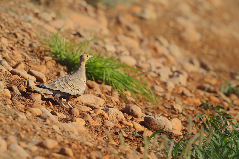 Chestnut-bellied Sandgrouse (Pterocles exustus ssp erlangeri)