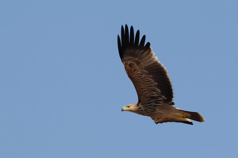 Eastern Imperial Eagle (Aquila heliaca) 