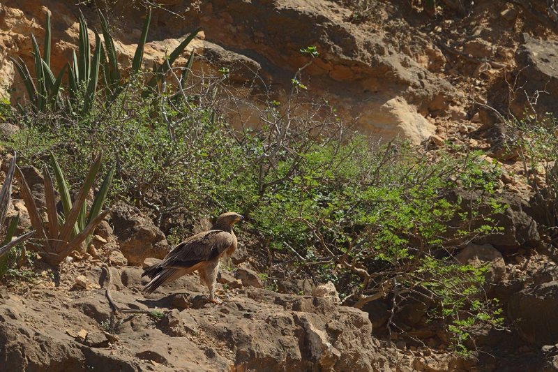 Bonelli's Eagle (Aquila fasciata) 