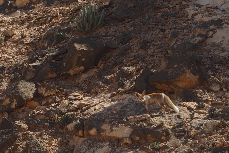 Arabian red fox (Vulpes vulpes arabica)