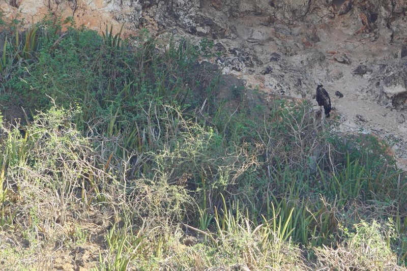 Eastern Imperial Eagle (Aquila heliaca) 