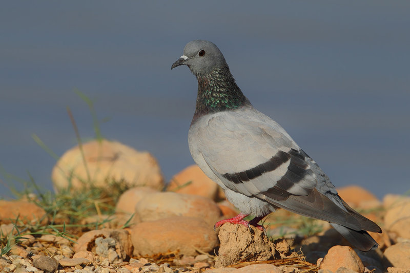 Rock Dove (Columba livia)