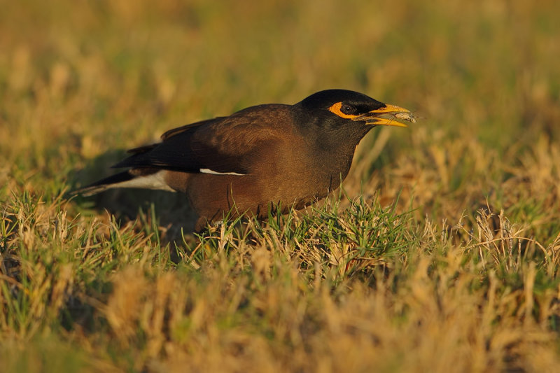 Common Mynah (Acridotheres tristis) 