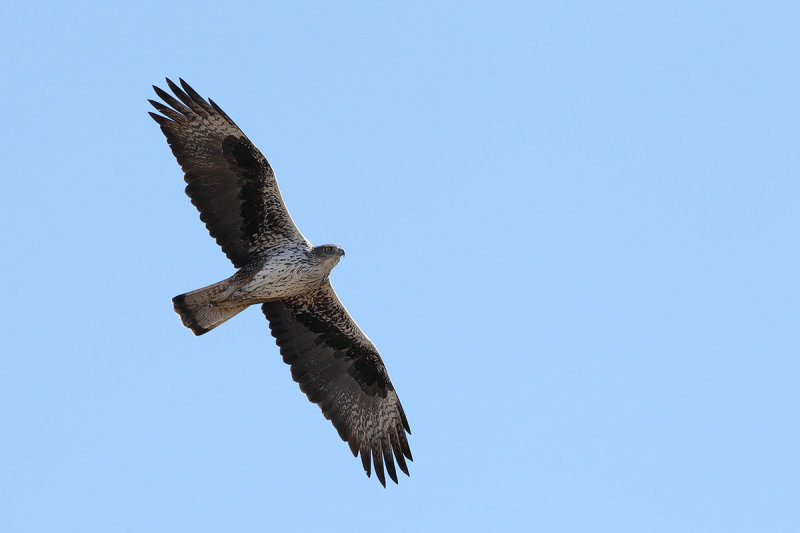 Bonelli's Eagle (Aquila fasciata) 