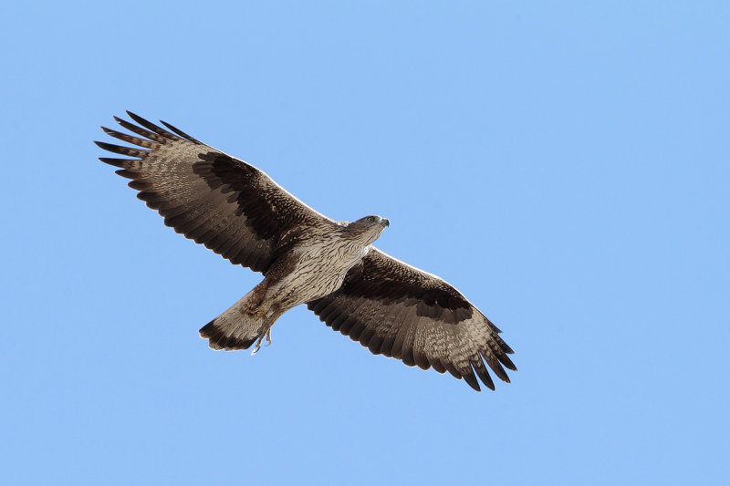 Bonelli's Eagle (Aquila fasciata) 