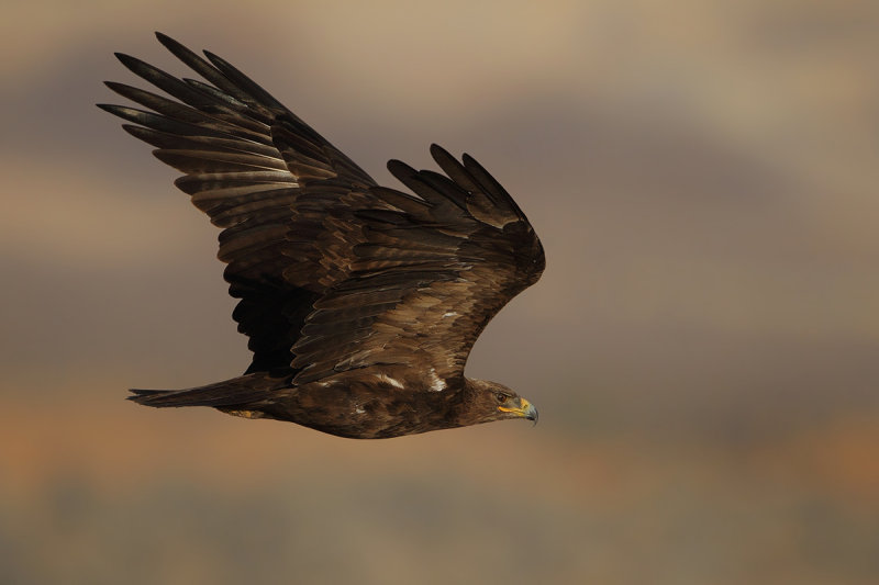 Steppe Eagle (Aquila nipalensis) 