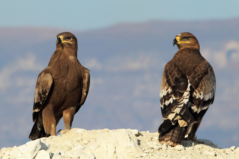 Steppe Eagle (Aquila nipalensis) 