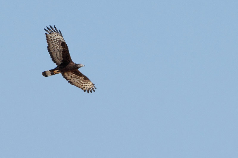 Crested Honey Buzzard (Pernis ptilorhynchus) 