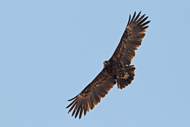 Greater Spotted Eagle (Aquila clanga) 