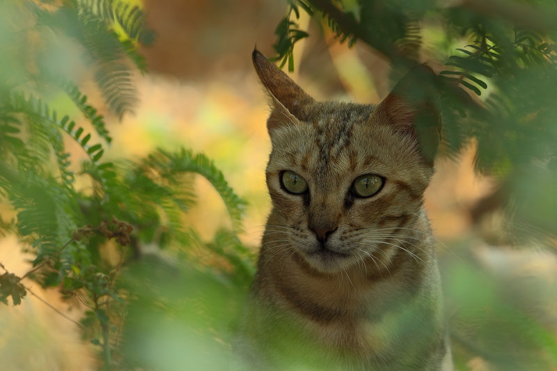 Gordon's or Arabian Wildcat (Felis silvestris gordoni)