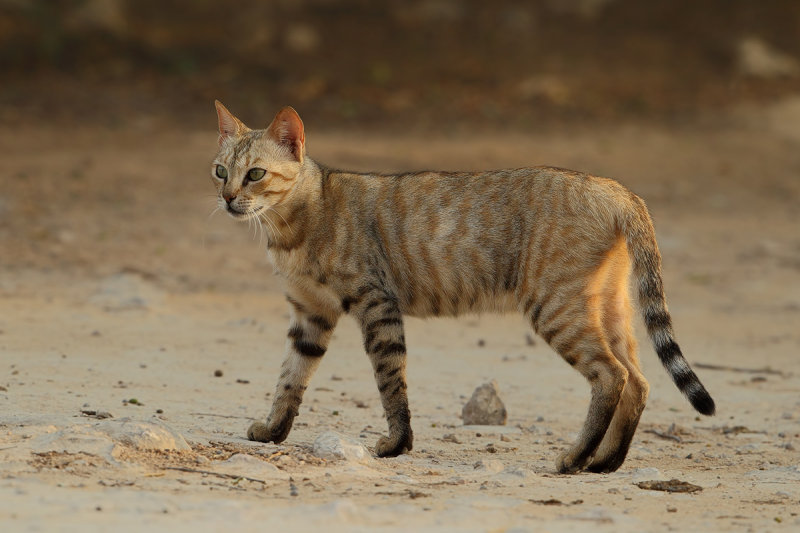 Gordon's or Arabian Wildcat (Felis silvestris gordoni)