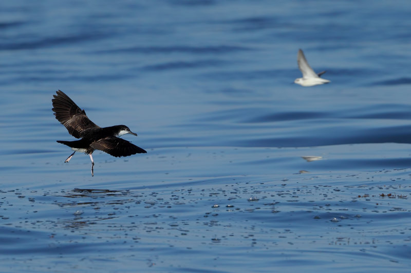 Persian Shearwater (Puffinus persicus) 