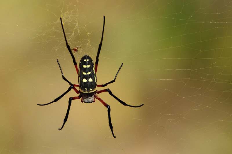 Red-legged Golden Orb-web Spider (Nephila inaurata) 